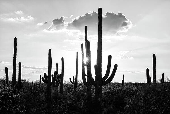 Arizona Wall Art featuring the photograph Black Arizona - Silhouettes Of Cactus by Philippe HUGONNARD