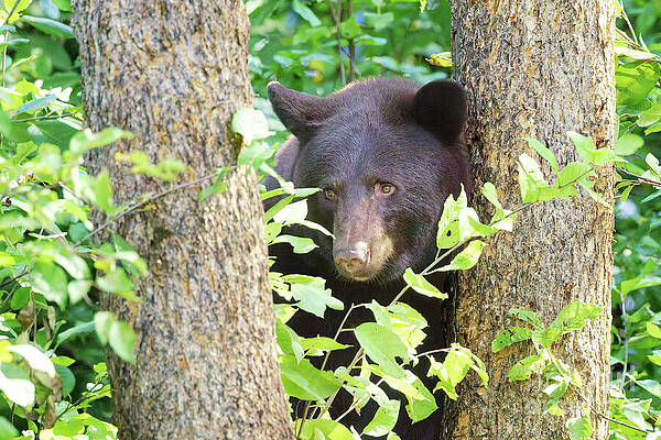 Black Bear Among Trees Photograph