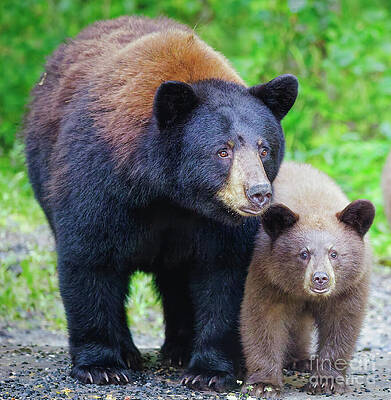 Black Bear and Cub in Forest Photograph