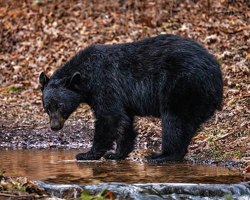 Black Bear by a Forest Stream Photograph