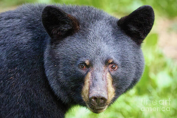 Black Bear in Forest Photograph
