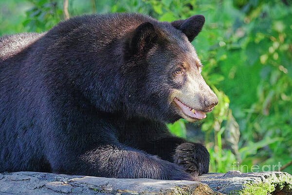 Black Bear Resting on a Log Photograph