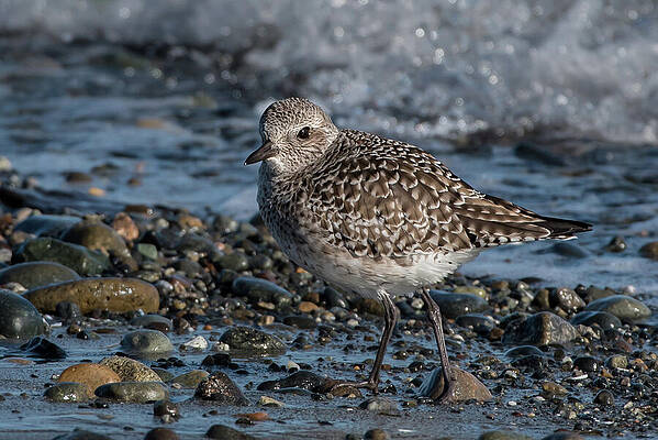 Wall Art featuring the photograph Black-bellied Plover In Winter Plumage #2 by Nancy Gleason