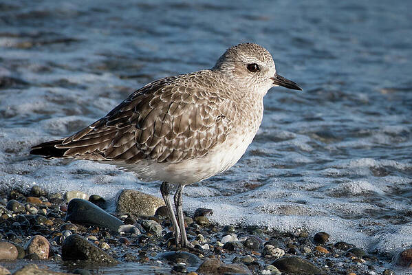 Wall Art featuring the photograph Black-bellied Plover Winter Plumage Portrait by Nancy Gleason