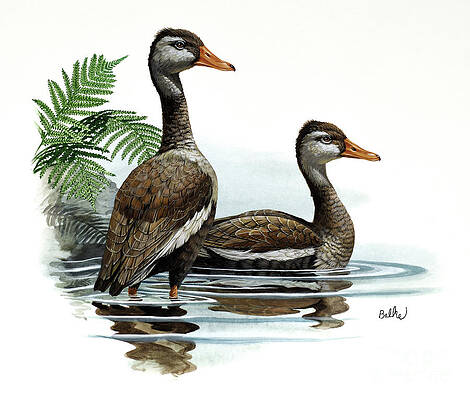 Black-bellied Whistling Duck Print