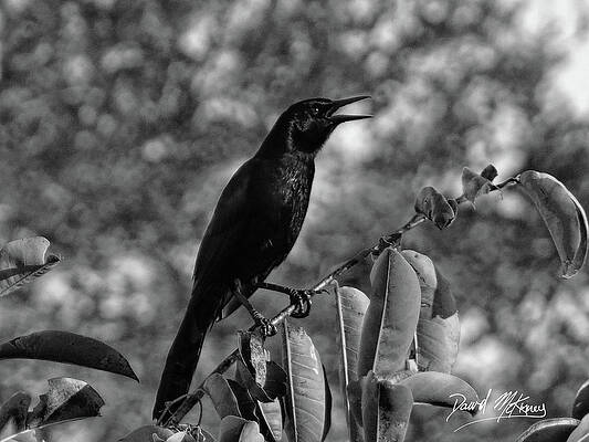 Wall Art featuring the photograph Black Bird Photograph Boat-tailed Grackle by David McKinney