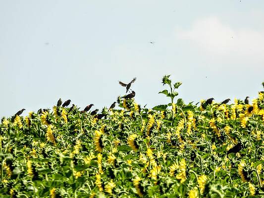 Wildlife Wall Art featuring the photograph Black Birds In The Sunflowers by Amanda R Wright