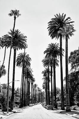 Collection Wall Art featuring the photograph Black California Series - Beverly Hills Palm Alley by Philippe HUGONNARD