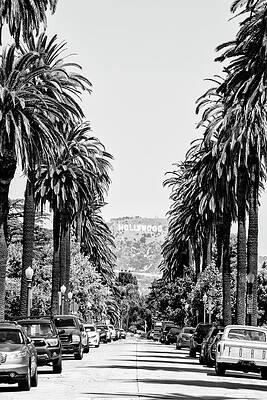 Hollywood Sign with Palm Tree Roadway Wall Art