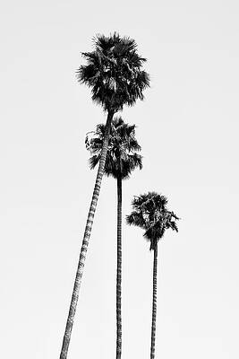 Hollywood Palm Trees in Black and White Wall Art