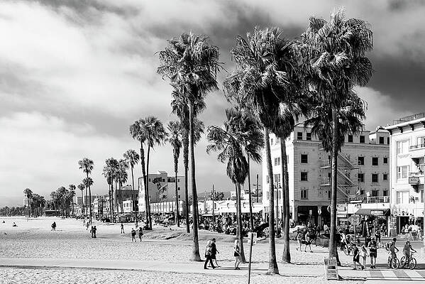 Palm Trees at Venice Beach Wall Art