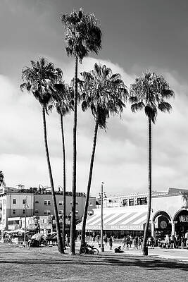 Venice Beach Boardwalk Palm Trees Wall Art