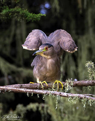 Branch Wall Art featuring the photograph Black-capped Night Heron, Wing-flexing by Joe Fisher