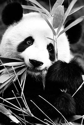 Collection Wall Art featuring the photograph Black China Series - Panda I by Philippe HUGONNARD