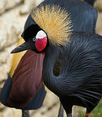 Egret Photograph - African Black Crown Crane by Rene Vasquez