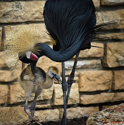Egret Photograph - African Black Crown Crane With Chick by Rene Vasquez