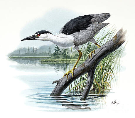 Garden Painting - Black-crowned Night Heron by Don Balke