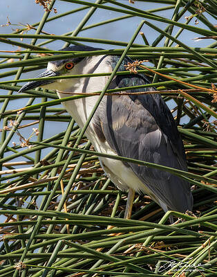 Beak Photograph - Black-crowned Night Heron In The Reeds by Joe Fisher