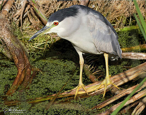 Night Heron in Wetland Wall Art