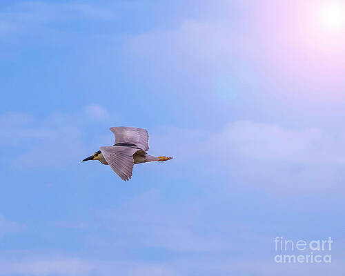 Colorado Wall Art featuring the photograph Black-crowned Night-Heron by Shirley Dutchkowski