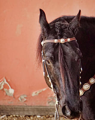 Animal Photograph - Majestic Black Horse Close-Up With Ornate Silver Bridle by Waterdancer