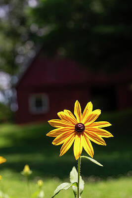 Colorful Photograph - Black-Eyed Susan Shines Brightly by Charles Floyd