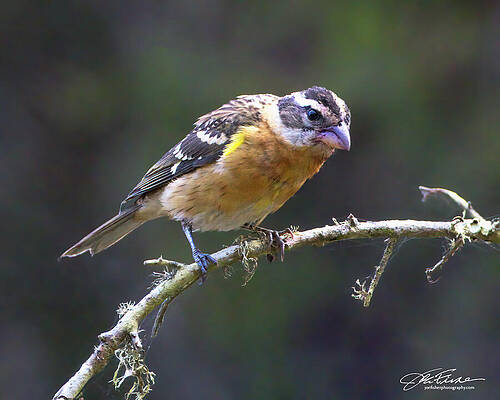 Branch Wall Art featuring the photograph Black-headed Grosbeak by Joe Fisher