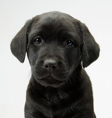 Wall Art featuring the photograph Black Lab Puppy On White Seamless by Seeables Visual Arts