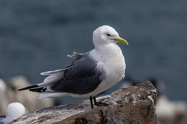Seagull Perched on Rock Wall Art