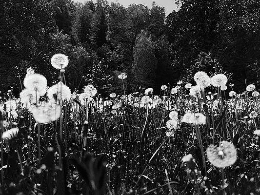 Beautiful Wall Art featuring the photograph Black Meadow by Robert Grac