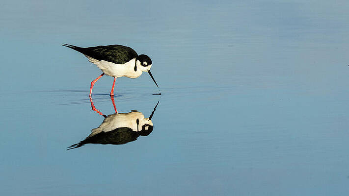 Wild Photograph - Black-necked Stilt In The Mirror - Sacramento NWR - Glenn County CA by Mike Lee