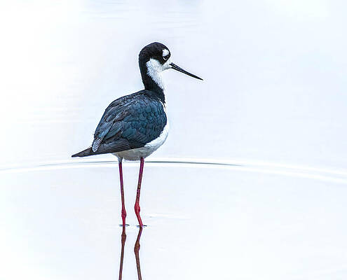 Wall Art featuring the photograph Black Necked Stilt by Rebecca Herranen