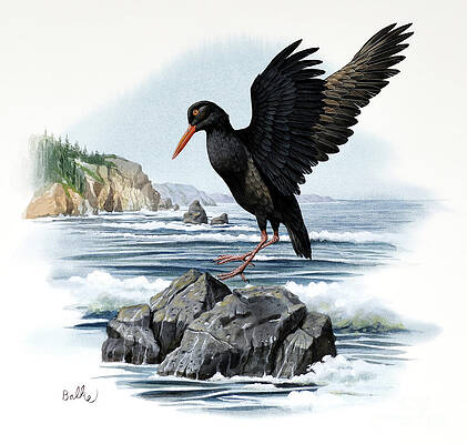 Black Oystercatcher Print
