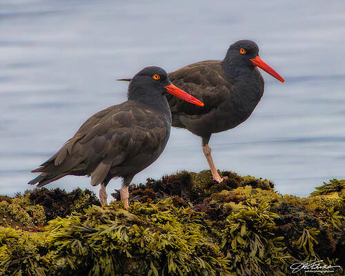 Two Black Oystercatchers on Rocky Shore Photograph