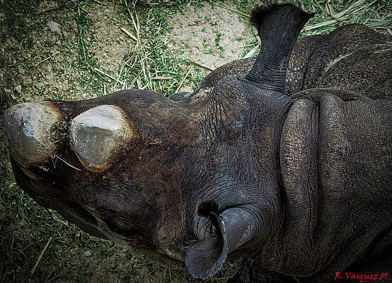 Animal Photograph - Black Rhino by Rene Vasquez