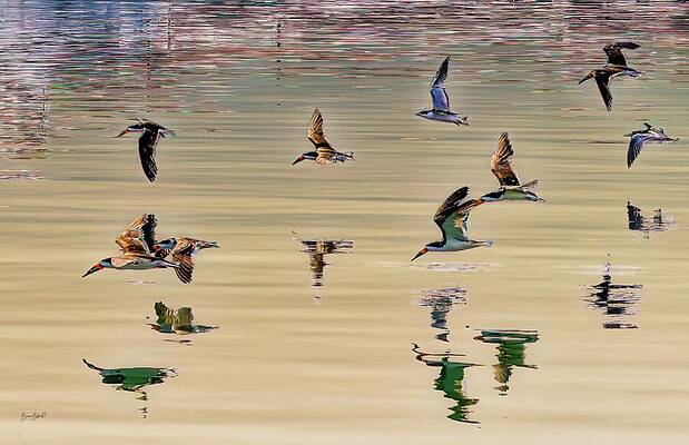 Wall Art featuring the photograph Black Skimmers Alt Crop by Bruce Block