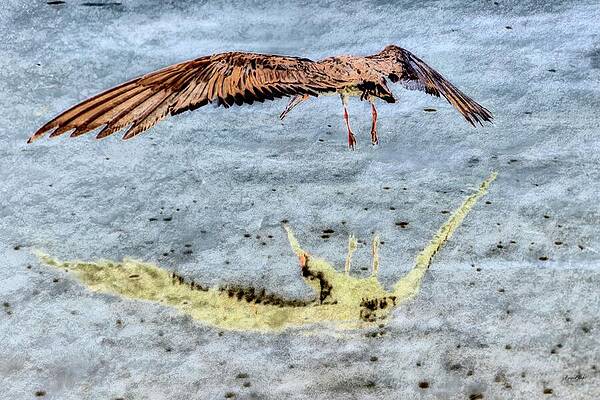 Wall Art featuring the photograph Black Skimmer Lift-off With Lichen Texture by Bruce Block