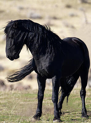 Wall Art featuring the photograph Powerful Wild Black Mustang Stallion Portrait by Waterdancer