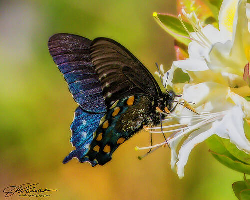 Wing Photograph - Black Swallowtail Butterfly by Joe Fisher