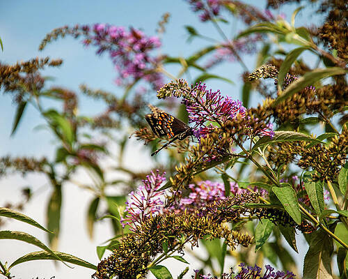 Wall Art featuring the photograph Black Swallowtail On A Bush by Flees Photos