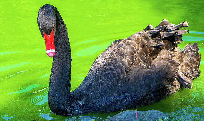 Natural Photograph - Black Swan Full Body Intense Stare by Jason Fink