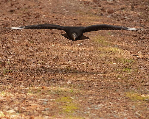 Wall Art featuring the photograph Black Vulture In Flight by Flees Photos