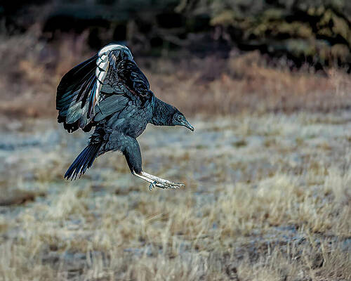 Wildlife Photograph - Black Vulture In Flight Over Winter Grass by Robert Niemeier