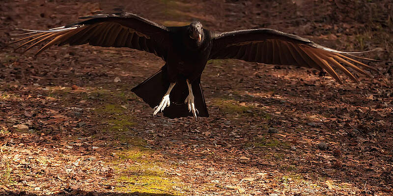 Wall Art featuring the photograph Black Vulture Landing by Flees Photos