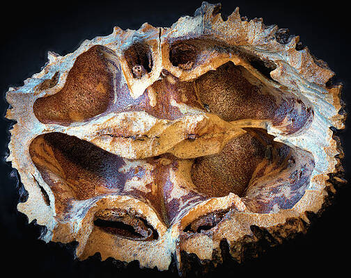 Wall Art featuring the photograph Black Walnut by Steven Nelson