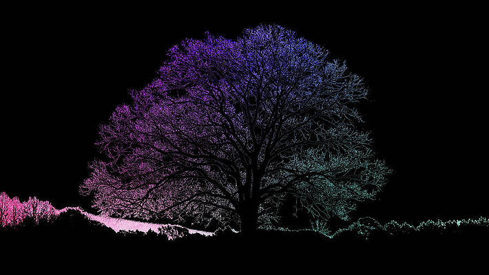 Color Wall Art featuring the photograph Blacklight Oak by Brian Hare