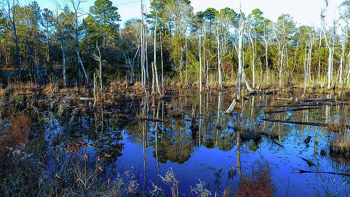 Photograph - Blackwater Pond by Brian Hare