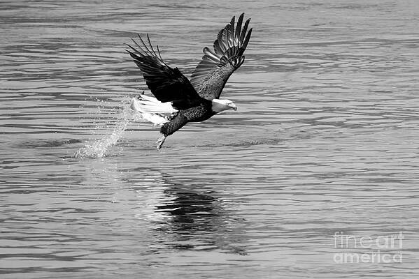 Wall Art featuring the photograph Bald Eagle Splashdown Black And White by Adam Jewell