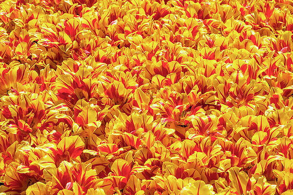 Yellow Wall Art featuring the photograph Blanket Of Blooming Yellow And Red Tulips by Elvira Peretsman
