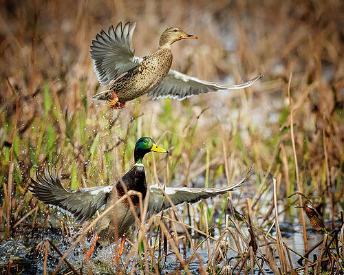 Photograph - Blast Off by Jim E Johnson